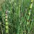 Tavi Növény Equisetum hyemale var. japonicum / Japán zsurló