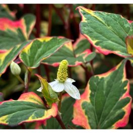   Tavi Növény Houttuynia Cordata Chameleon / Tarka Kaméleonlevél