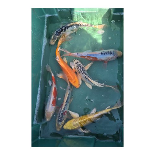 Tavi Hal Koi 25-30cm 