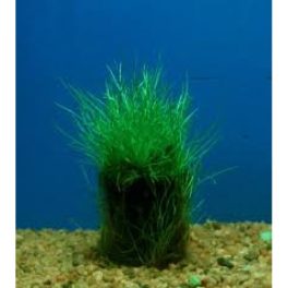 Akváriumi Növény Eleocharis Acicularis