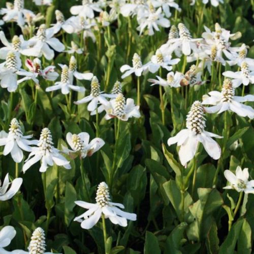 Tavi Növény Anemopsis Californica (Hamis Szellőrózsa)