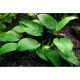 Akváriumi Növény Anubias Barteri Board Leaf