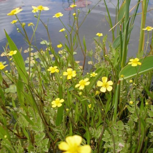 Tavi Növény Ranunculus Flammula Békaboglárka