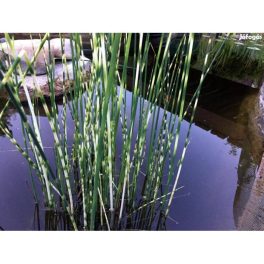  Tavi Növény Scirpus Tabernaemont Ani Zebrinus ( Zebrakáka. Zebraszínű Lomb)