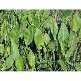 Tavi Növény Alisma Plantago Aquatica Vízi Hídőr