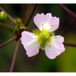 Tavi Növény Alisma Plantago Aquatica Vízi Hídőr