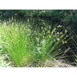 Tavi Növény Juncus Effusus Békaszittyó