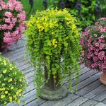 Tavi Növény Lysimachia Nummularia Pénzlevelű Lizinka