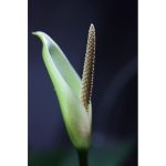 Akváriumi Növény Anubias Barteri Board Leaf