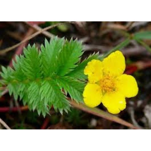 Tavi Növény | Potentilla Anserina | Libapimpó