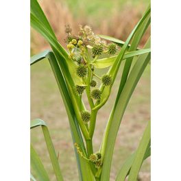 Tavi Növény Sparganium Békabuzogány