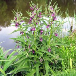 Tavi Növény Symphytum Nadálytő