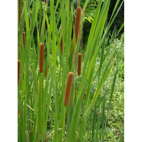 Tavi Növény | Typha Angustifolia | Keskenylevelű Gyékény