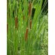 Tavi Növény Typha Angustifolia Keskenylevelű Gyékény