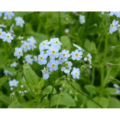 Tavi Növények Myosotis Scorpioides ( Mocsári Nefelejcs)