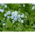 Tavi Növények Myosotis Scorpioides ( Mocsári Nefelejcs)