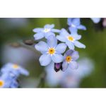 Tavi Növények Myosotis Scorpioides ( Mocsári Nefelejcs)
