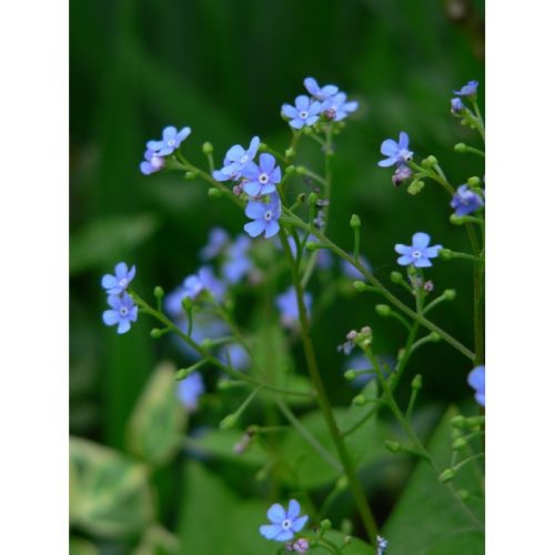 Tavi Növények | Myosotis Sylvatica | Nefelejcs