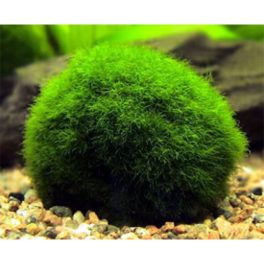 Akváriumi Növény Cladophora Aegagrophila Gömbmoha