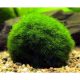 Akváriumi Növény Cladophora Aegagrophila Gömbmoha