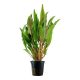 Akváriumi Növény Cryptocoryne Undulata