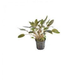 Akváriumi Növény Cryptocoryne Walkeri