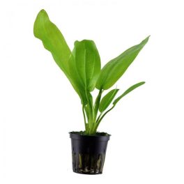 Akváriumi Növény Echindorus Cordifolius