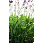 Tavi Növény Thalia dealbata / Vizigyömbér