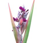 Tavi Növény Thalia dealbata / Vizigyömbér