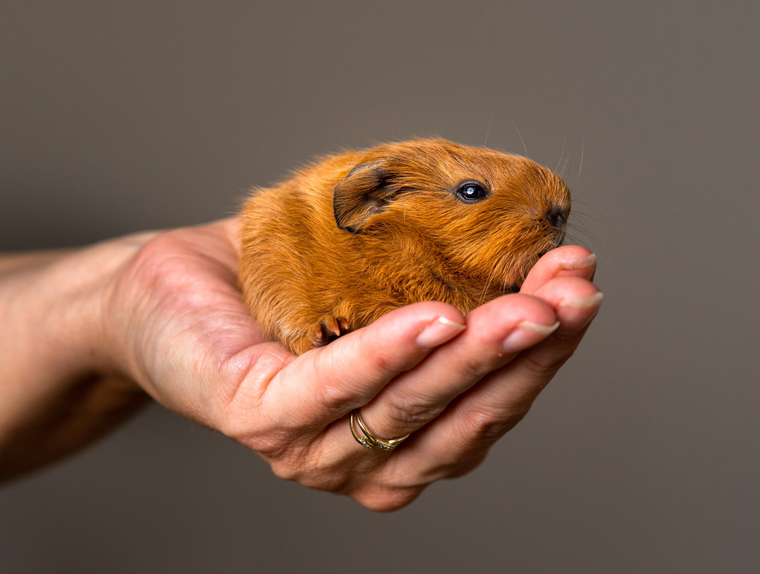 Tengerimalac érdekességek, amiktől igazán különlegesek